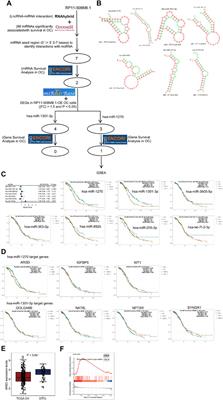 Identification of potential novel N6-methyladenosine effector-related lncRNA biomarkers for serous ovarian carcinoma: a machine learning-based exploration in the framework of 3P medicine